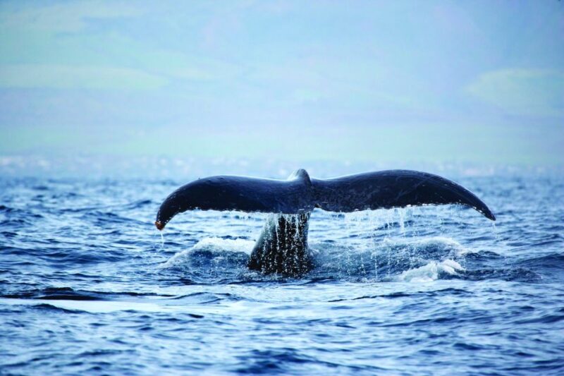 Oahu: Waikiki Eco-Friendly Afternoon Whale Watching Trip - Timing and Pacing of the Tour