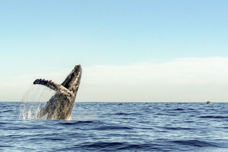 Oahu: Waikiki Eco-Friendly Afternoon Whale Watching Trip - Accessibility and Practical Tips