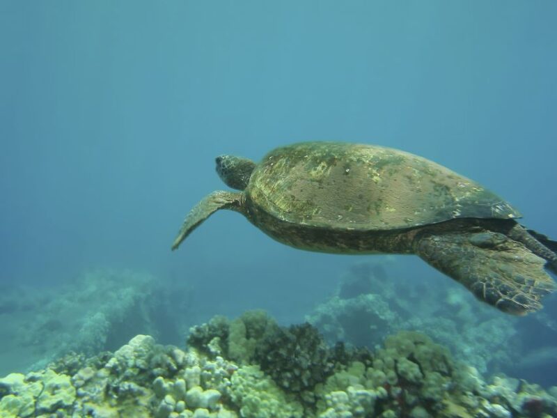 Oahu: Waikiki Turtle Snorkel Sail - Frequently Asked Questions