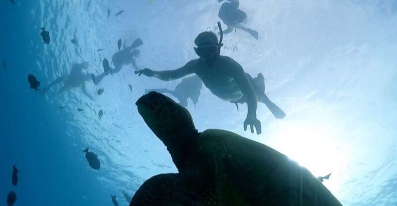 Oahu: Waikiki Turtle Snorkeling Adventure Cruise - The Catamaran Experience and Coastal Views