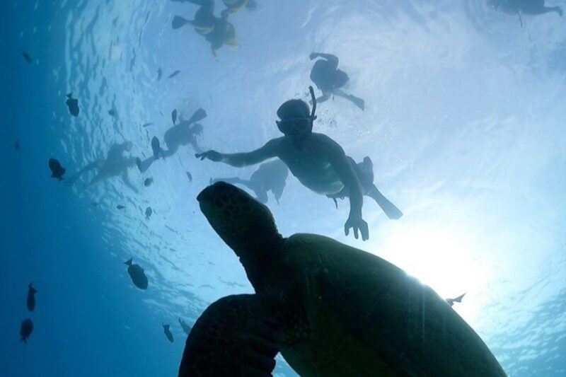Oahu: Waikiki Turtle Snorkeling Adventure Cruise - Snacks and Social Time on the Boat