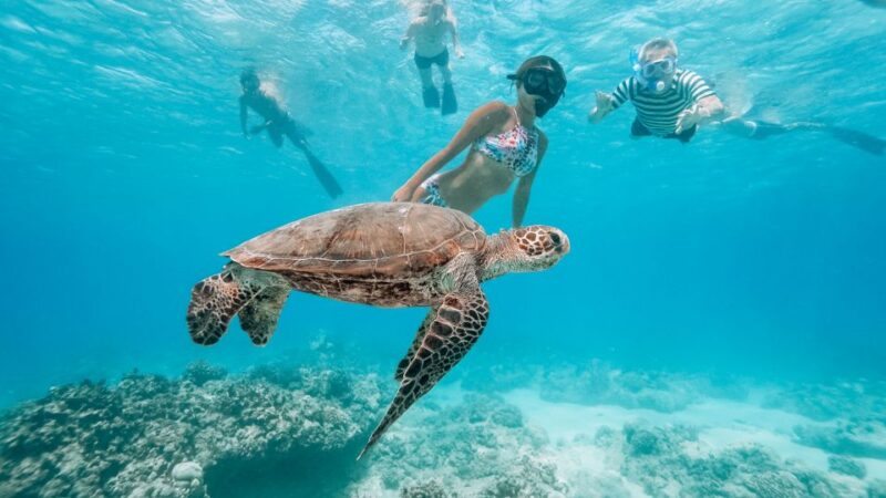 Oahu: Waikiki Turtle Snorkeling Adventure - What You Can Expect on the Snorkel Cruise