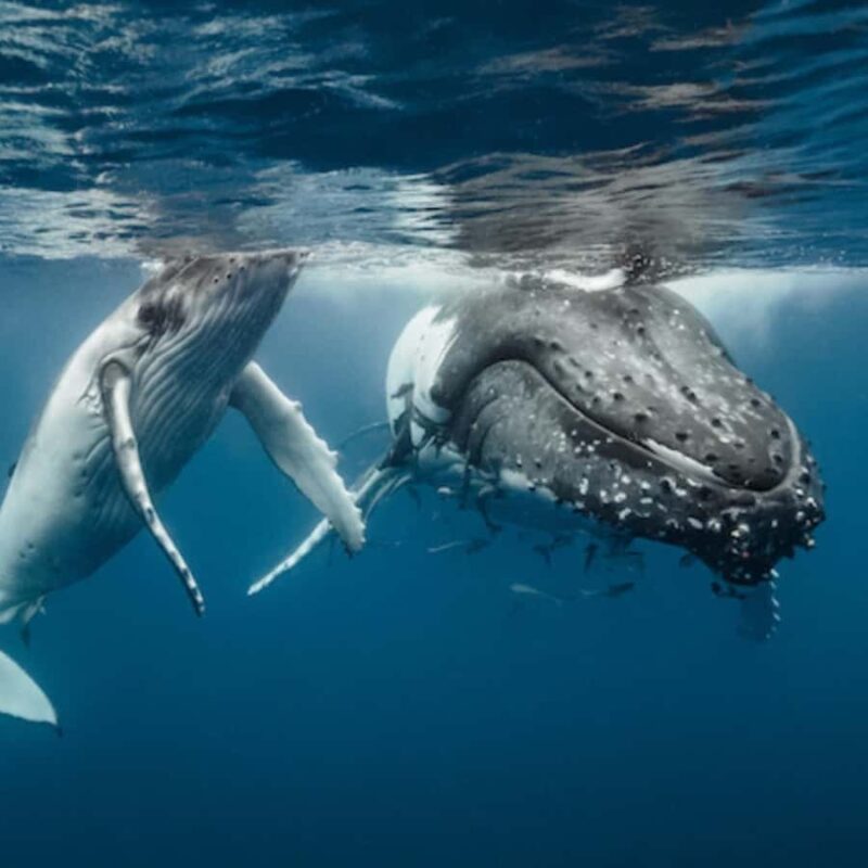 Oahu: Waikiki Whale Watch Boat Tour - Discover the Waikiki Whale Watch Boat Tour from Honolulu Snorkel Company