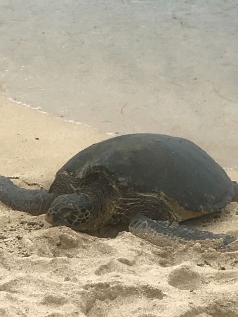 Oahu: Waimea Falls & valley & North Shore day - What Makes This Tour Stand Out