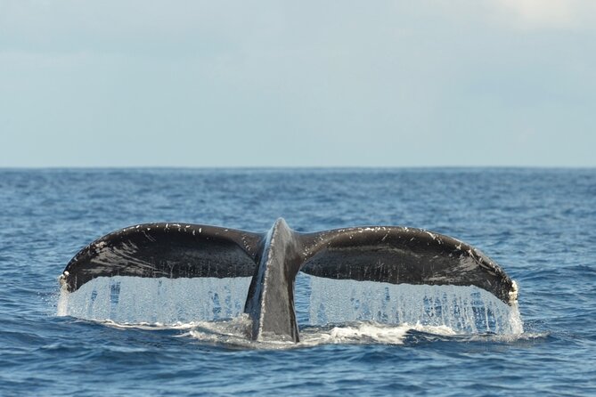 Oahu Whale Watch Tour & Waikiki Sunset Boat Tour - Group Size and Accessibility