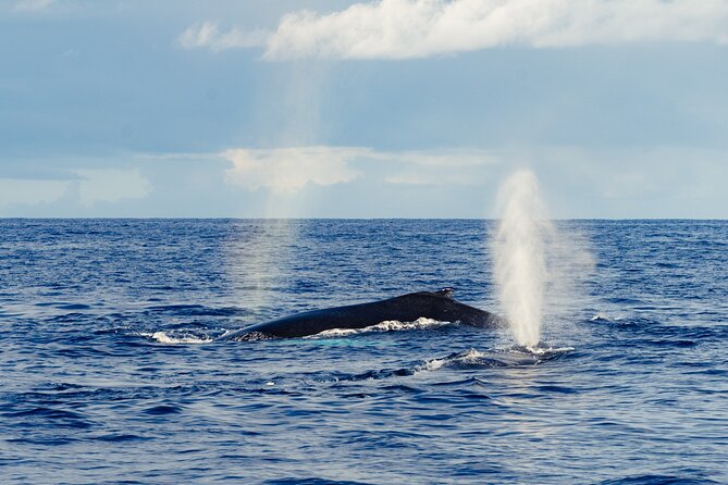 Oahu Whale Watch Tour & Waikiki Sunset Boat Tour - Value for Money and Overall Experience
