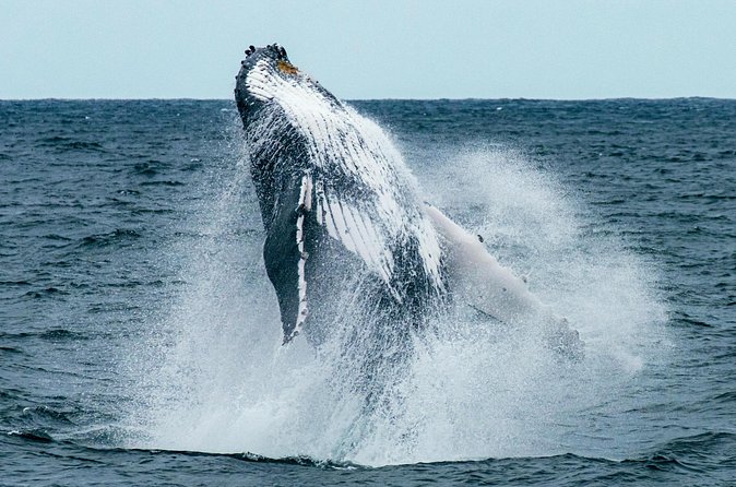 Oahu Whale Watching Catamaran Sail Experience - The Whale Watching Opportunity