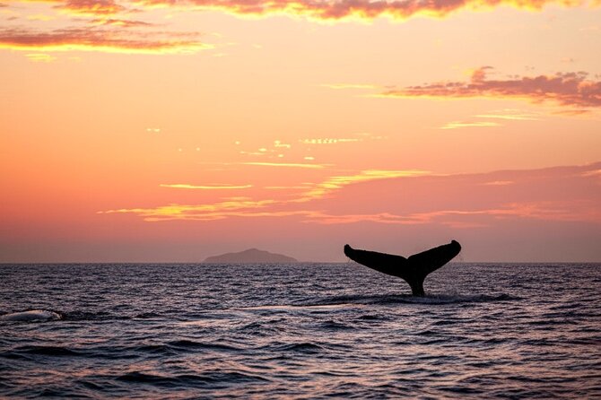 Oahu Whale Watching Catamaran Sail Experience - Practical Details: Inclusion and Exclusions