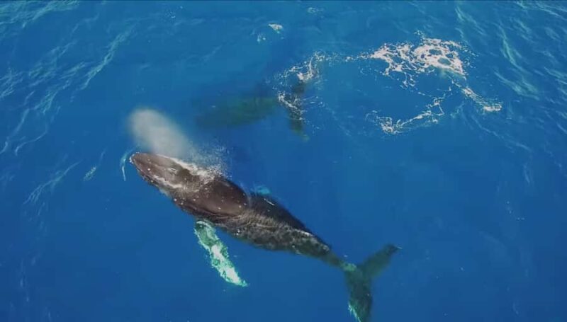 Oahu: Whale Watching Catamaran Tour near Waikiki - Key Points