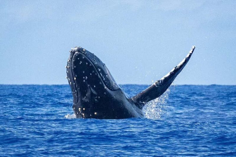 Oahu: Whale Watching Cruise from Waikiki - How the Oahu Whale Watching Cruise Operates from Waikiki