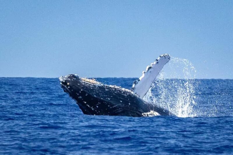 Oahu: Whale Watching Cruise from Waikiki - Special Features of the Whale Watching Cruise