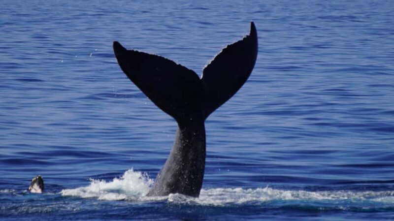 Oahu: Whale Watching Cruise from Waikiki - Meeting Point and Booking Details