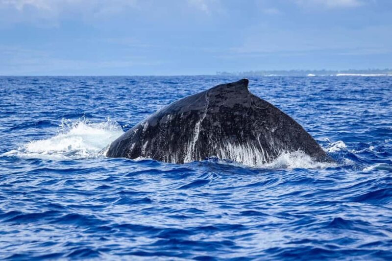 Oahu: Whale Watching Cruise from Waikiki - What Sets This Tour Apart