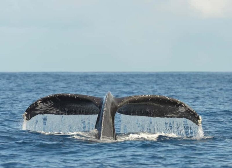 Oahu: Whale Watching Cruise from Waikiki - Frequently Asked Questions