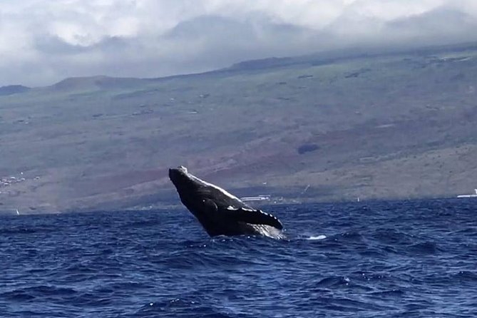 Oahu Whale Watching Excursion - The 2-Hour Marine Adventure on a Well-Equipped Boat