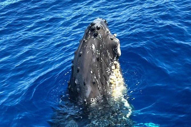 Oahu Whale Watching Excursion - The Expertise of the Guides and Crew