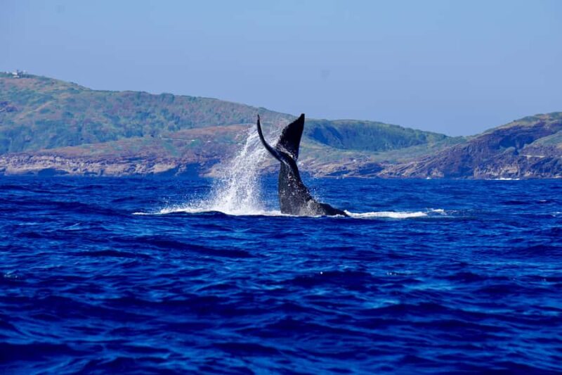 Oahu: Whale Watching Sunset Cruise Whales Guaranteed - Oahu: Whale Watching Sunset Cruise Whales Guaranteed – An Accessible and Scenic Adventure