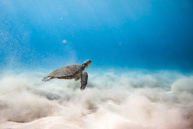 Oahu's Cheapest Circle Island Tour - Discover Oahus Most Budget-Friendly Circle Island Tour