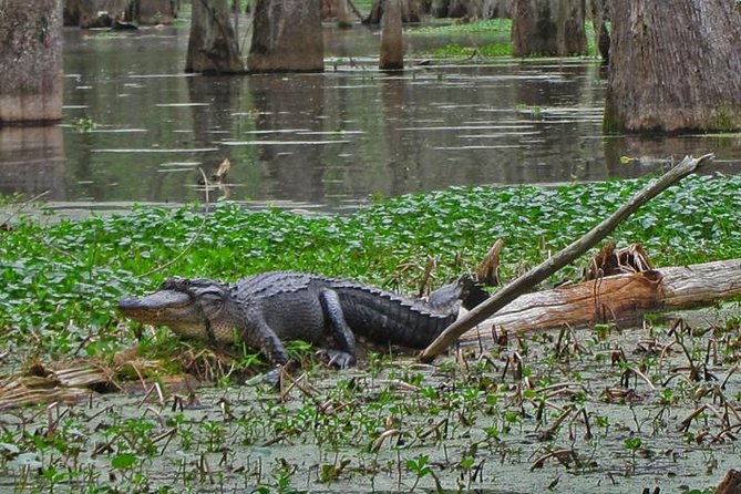 Oak Alley Plantation and Swamp Boat Tour from New Orleans - The Experience of the Plantation Tour