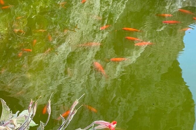 Oatman  Old Western Town RT66 Museum Black Mountain Scenic Drive - Frequently Asked Questions