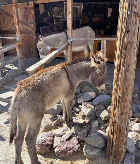 Oatman / RT66 3 in 1 Combo Tour - Practical Details: Transportation and Group Size