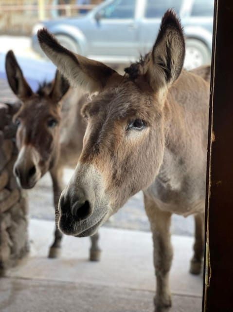 Oatman / RT66 3 in 1 Combo Tour - What’s Not Included and Tips for Travelers