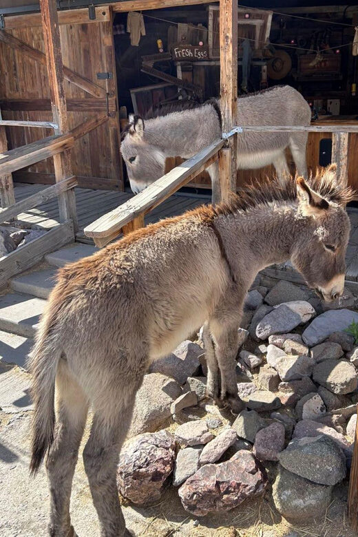 Oatman / RT66 3 in 1 Combo Tour - Flexibility and Booking Options