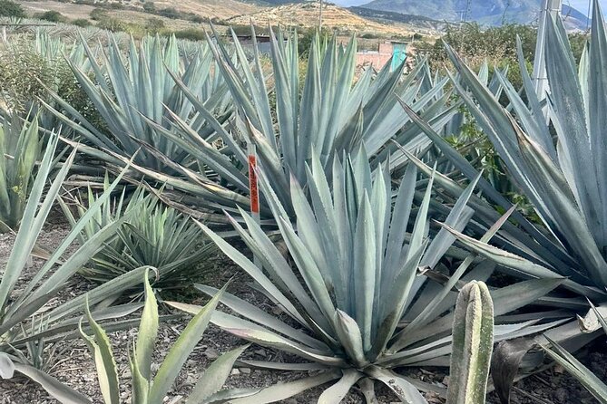 Oaxaca Day Trip Markets Hierve el Agua and Mezcal Tasting - Discover Oaxaca’s Rich Culture and Natural Wonders on a Day Trip from Puerto Escondido
