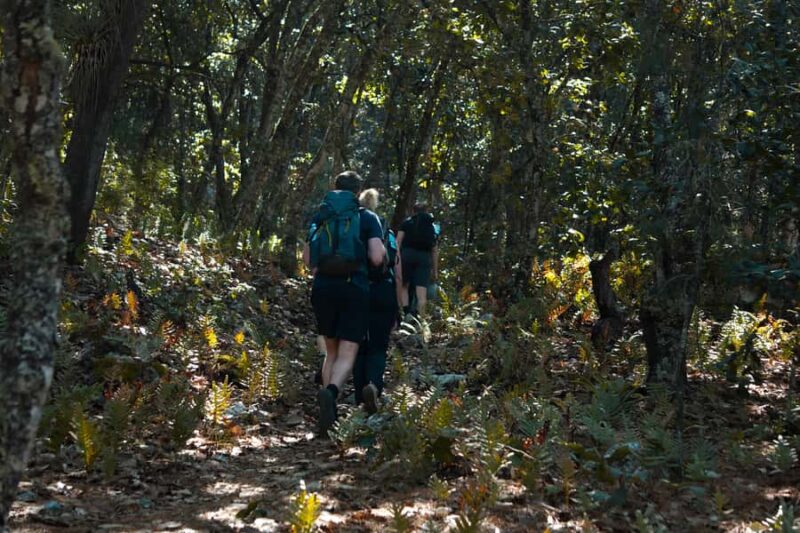 Oaxaca: Hiking Tour In the Sierra Norte With Lunch - Key Points
