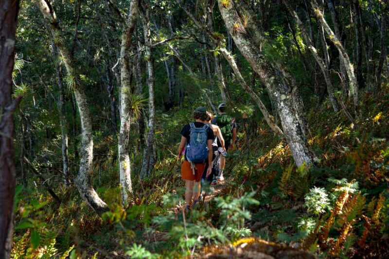 Oaxaca: Hiking Tour In the Sierra Norte With Lunch - Suitability and Physical Requirements