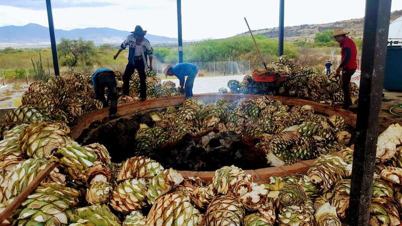 Oaxaca: Mezcal Adventure - Exploring the Agave Fields with Local Guides