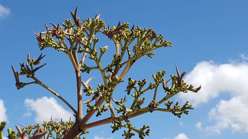 Oaxaca: Mezcal Adventure - A Tasty Lunch at a Top Local Restaurant