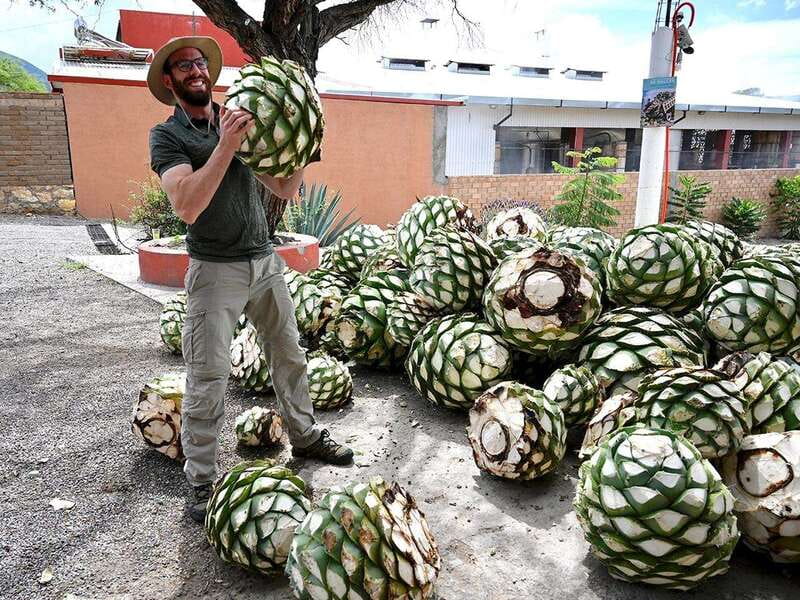 Oaxaca: Mezcal Distillery Tour with Tastings - Key Points
