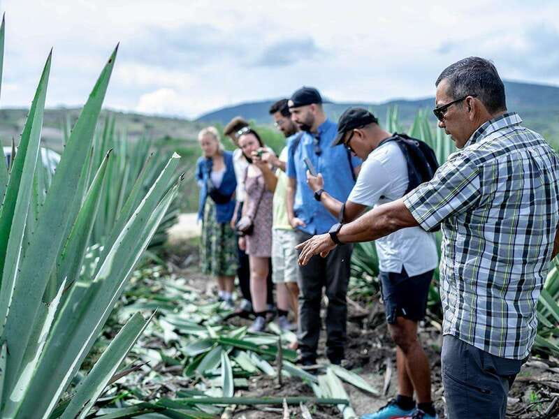 Oaxaca: Mezcal Distillery Tour with Tastings - Visiting Family-Owned Mezcal Palenques: Traditional Production Methods