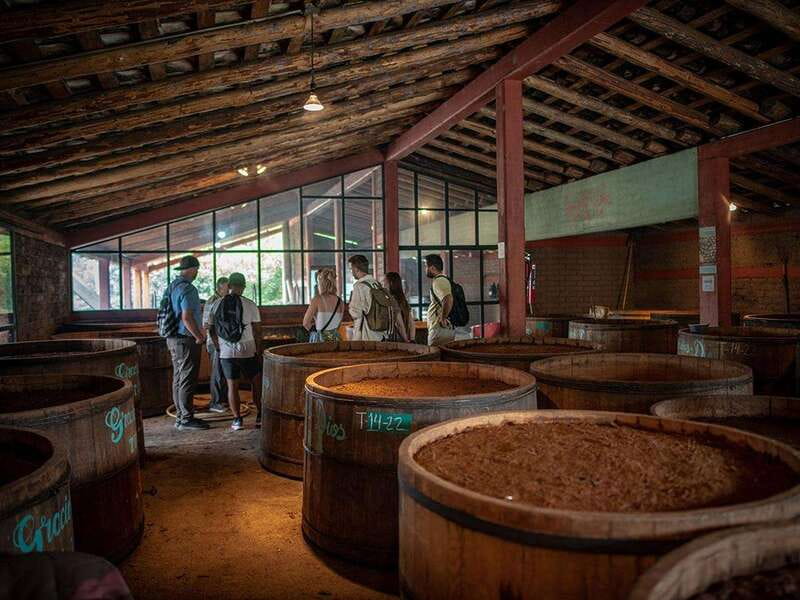 Oaxaca: Mezcal Distillery Tour with Tastings - Tasting Premium Mezcals Without Pressure to Buy