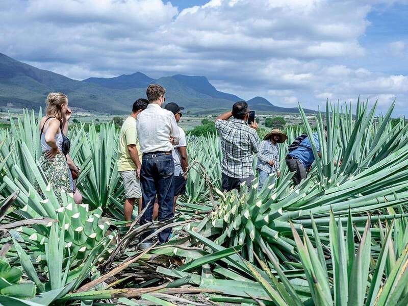 Oaxaca: Mezcal Distillery Tour with Tastings - Expert Guides and Multilingual Support