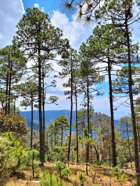 Oaxaca: Sierra Norte Ixtepeji Guided Hike & Lunch, Half-Day - Exploring the Cloud Forest of La Cumbre Ixtepeji