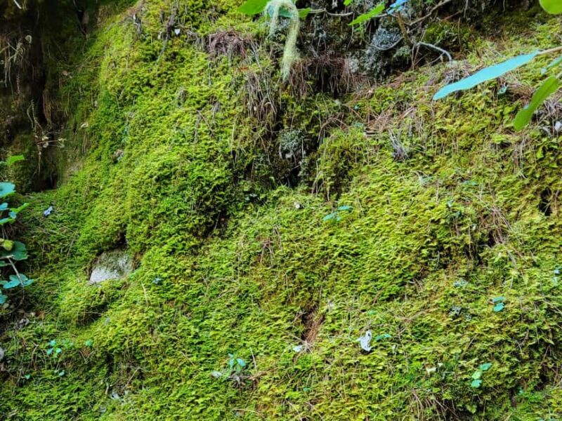 Oaxaca: Sierra Norte Ixtepeji Guided Hike & Lunch, Half-Day - Who Will Enjoy This Tour the Most