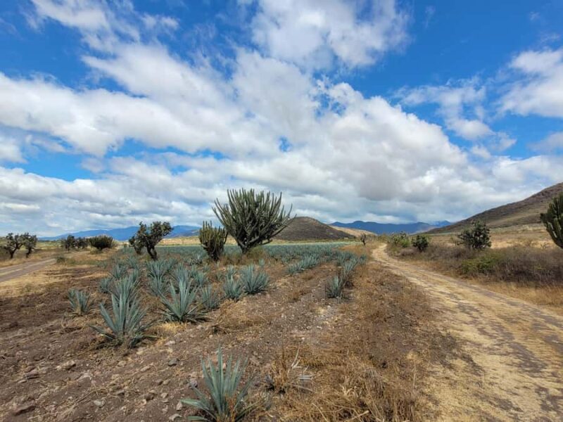 Oaxaca: Spicy MTB Trails & Spicier Tacos - An Exhilarating Cross-Country Ride Through Oaxacas Natural Beauty