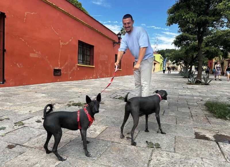 Oaxaca: Taste Mole & Authentic Mexican Flavors - Considerations for Booking and Participation