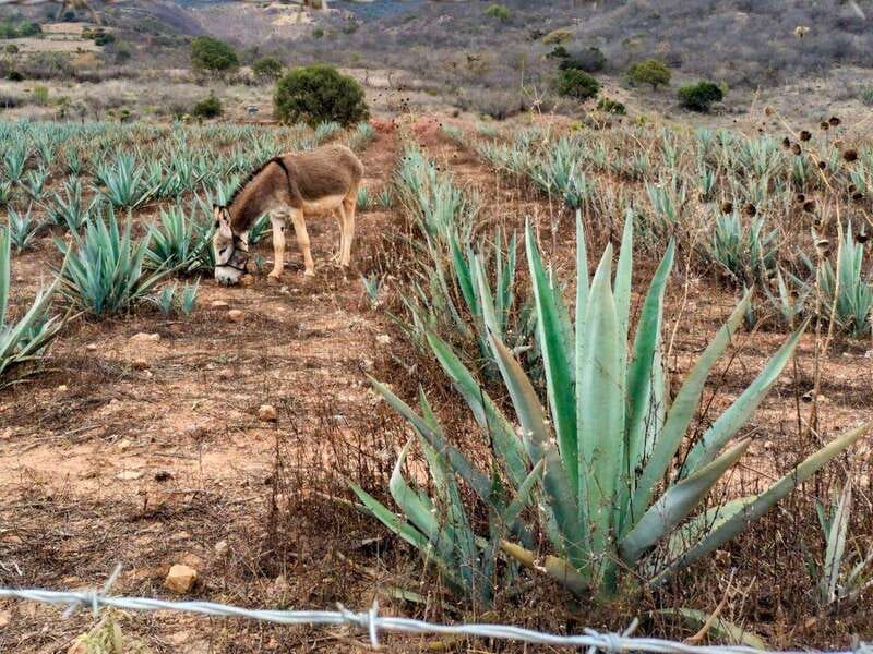 Oaxaca: Zapotec Roots, Mezcal and Textiles Tour - Visiting the Textile Workshop in Teotitlán del Valle