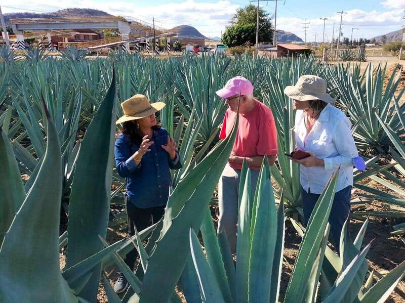 Oaxaca: Zapotec Roots, Mezcal and Textiles Tour - Logistics and Comfort of the Tour Experience