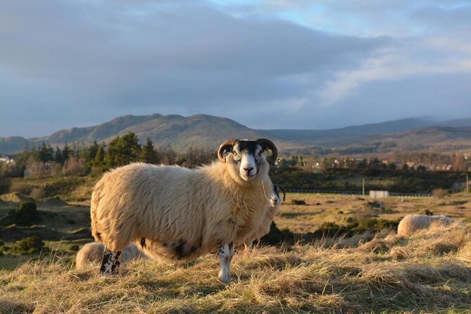 Oban, Whisky, Glencoe, Highlands, Loch Lomond Private Tour - Key Points