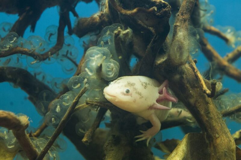 Oberhausen: LEGOLAND Discovery Centre and SEA LIFE Ticket - Practical Details: Location, Access, and Booking