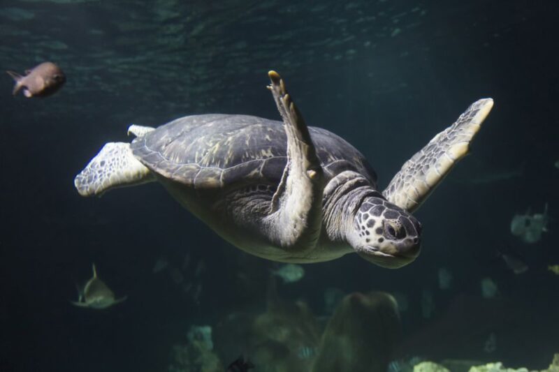 Oberhausen: SEA LIFE Oberhausen Entry Ticket - Highlights of the Underwater Experience at SEA LIFE Oberhausen