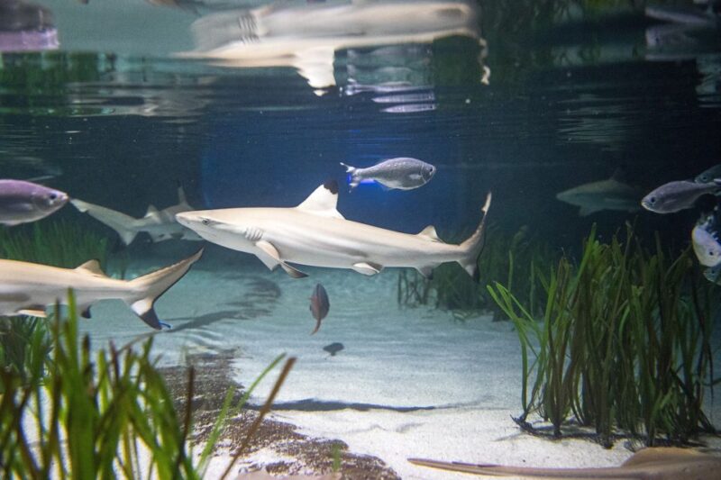 Oberhausen: SEA LIFE Ticket and Behind the Scenes Tour - The Highlight of Germany’s Largest Shark Breeding Tank