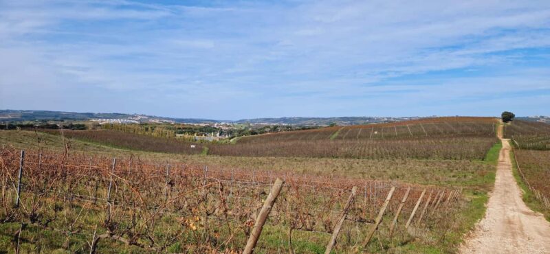 Óbidos: E-Bike Tour to Quinta do Gradil with Wine Tasting - Key Points