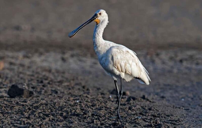 Óbidos: Lagoon Birdwatching Tour with Local Biologist - From the Viewpoint to the Waters Edge: How the Tour Unfolds
