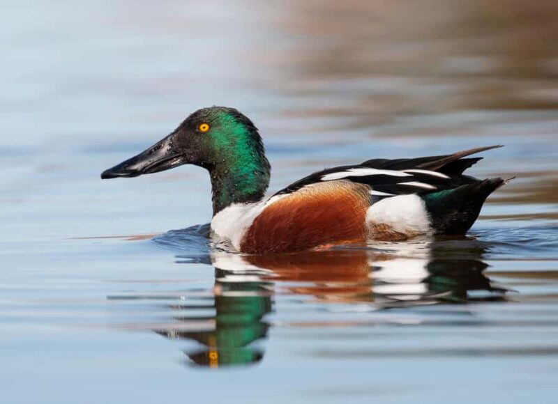 Óbidos: Lagoon Birdwatching Tour with Local Biologist - Frequently Asked Questions