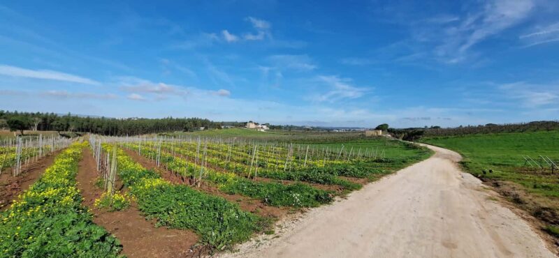 Óbidos to Peniche: Explore the Atlantic Coast E-bike Tour - Riding Past the Upscale Praia DEl Rey and Lush Golf Courses